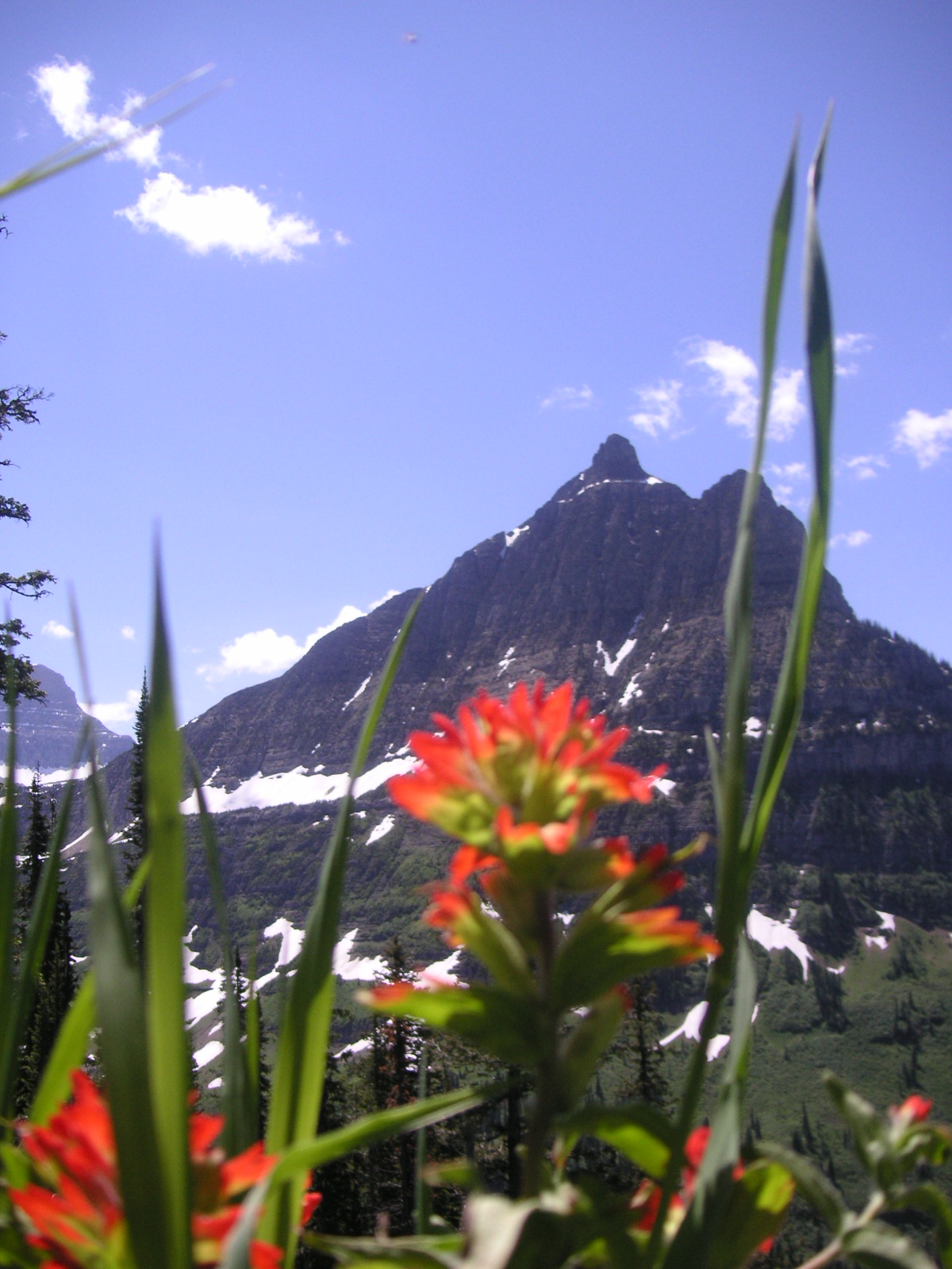 Orange Flower and Mountain in Montana